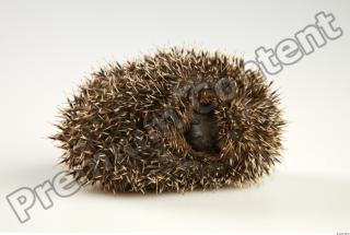 Hedgehog - Erinaceus europaeus  0025